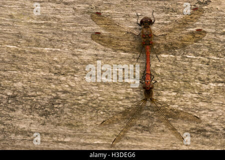 Nomad Sympetrum Fonscolombii rot-veined Darter auf Zaun Pfosten Paarung Stockfoto