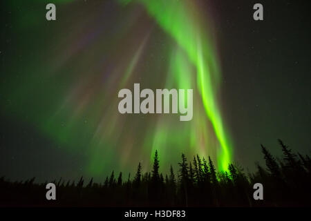 Down - eine Reihe von bunten Nordlicht scheint herab, die über einen alpinen Wald aus den Sternenhimmel leuchten. Stockfoto