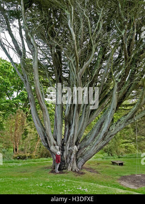 Monterey-Zypresse, berichtet, um größten Umfang im Vereinigten Königreich, Colonsay House Gardens, Insel Colonsay, Schottland, UK. Stockfoto