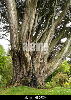 Monterey-Zypresse, berichtet, um größten Umfang im Vereinigten Königreich, Colonsay House Gardens, Insel Colonsay, Schottland, UK. Stockfoto