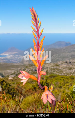 Fynbos in Südafrika Stockfoto