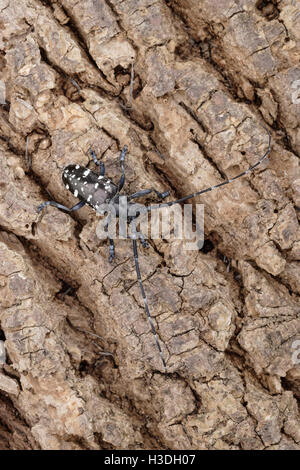 Asiatische Laubholzbockkäfer (Anoplophora Glabripennis) aka asiatischen Cerambycid Käfer, Sternenhimmel in China. Erwachsenen auf Tuliptree. Stockfoto