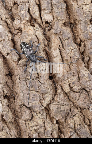 Asiatische Laubholzbockkäfer (Anoplophora Glabripennis) aka asiatischen Cerambycid Käfer, Sternenhimmel in China. Erwachsenen auf Tuliptree. Stockfoto