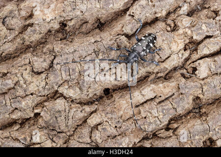 Asiatische Laubholzbockkäfer (Anoplophora Glabripennis) aka asiatischen Cerambycid Käfer, Sternenhimmel in China. Erwachsenen auf Tuliptree. Stockfoto