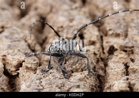 Asiatische Laubholzbockkäfer (Anoplophora Glabripennis) aka asiatischen Cerambycid Käfer, Sternenhimmel in China. Erwachsenen auf Tuliptree. Stockfoto