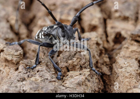 Asiatische Laubholzbockkäfer (Anoplophora Glabripennis) aka asiatischen Cerambycid Käfer, Sternenhimmel in China. Erwachsenen auf Tuliptree. Stockfoto