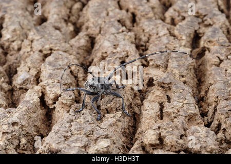 Asiatische Laubholzbockkäfer (Anoplophora Glabripennis) aka asiatischen Cerambycid Käfer, Sternenhimmel in China. Erwachsenen auf Tuliptree. Stockfoto