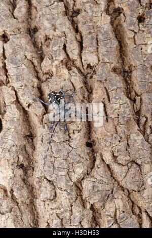 Asiatische Laubholzbockkäfer (Anoplophora Glabripennis) aka asiatischen Cerambycid Käfer, Sternenhimmel in China. Erwachsenen auf Tuliptree. Stockfoto