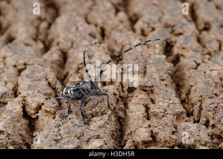 Asiatische Laubholzbockkäfer (Anoplophora Glabripennis) aka asiatischen Cerambycid Käfer, Sternenhimmel in China. Erwachsenen auf Tuliptree. Stockfoto