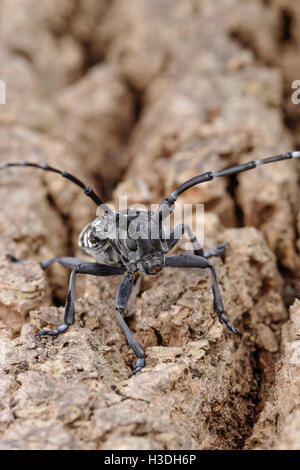 Asiatische Laubholzbockkäfer (Anoplophora Glabripennis) aka asiatischen Cerambycid Käfer, Sternenhimmel in China. Erwachsenen auf Tuliptree. Stockfoto