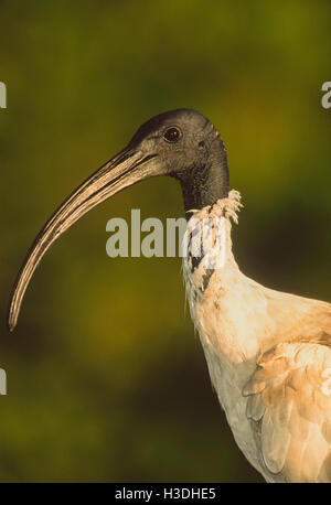 Australische White Ibis oder Sacred Ibis,(Threskiornis molucca), New South Wales, Australien-jetzt als Schädling in vielen Städten Stockfoto