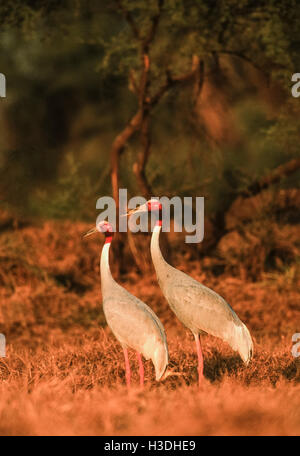 Ein Zuchtpaar von Sarus Crane, Grus antigone, bei Sonnenuntergang im Keoladeo Ghana National Park, Indien, Stockfoto