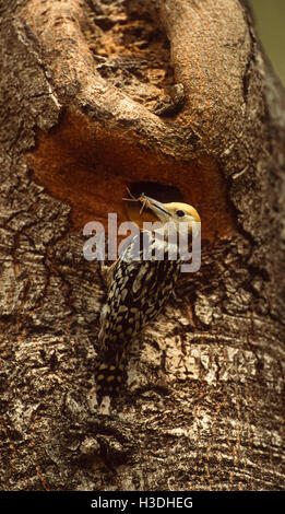 weibliche gelb gekrönt oder Mahratta Specht (Dendrocopus Mahrattensis), mit Insekten essen, Keoladeo Ghana Nationalpark, Indien Stockfoto