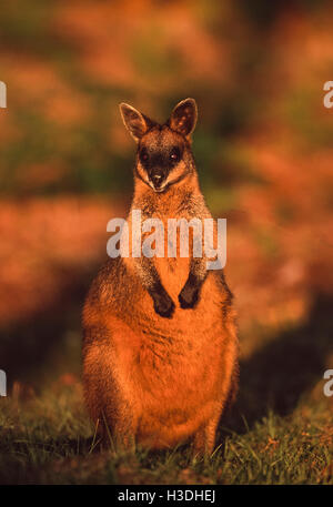 Swamp Wallaby, (Wallabia bicolor), steht im morgendlichen Sonnenlicht, Byron Bay, New South Wales, Australien Stockfoto