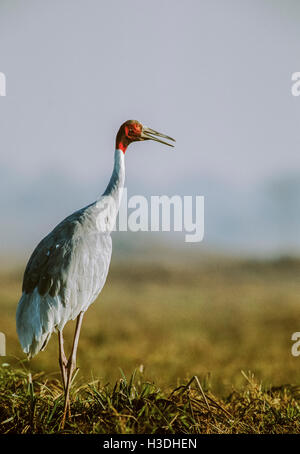 Stilicho Kranich (Grus Antigone), aufrufen oder Trompeten, Keoladeo Ghana Nationalpark, Bharatpur, Indien Stockfoto