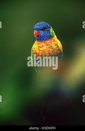 Regenbogen Lorikeet,(Trichoglossus moluccanus), Byron Bay, New South Wales, Australien Stockfoto