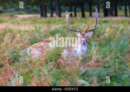 Richmond Park, London, UK, 6. Oktober 2016. Ein Bock, ein Damhirsch männlich, in dichten Grünland. Der jährlichen Hirsch Brunft und Brutzeit im Herbst stattfindet, engagieren sich Männer in Displays von Dominanz und Rut um Weibchen konkurrieren. Bildnachweis: Imageplotter und Sport/Alamy Live Nachrichten Stockfoto