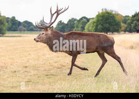 Ein Rotwild (Cervus elaphus) männlich oder Hirsch läuft im Richmond Park. Die jährlichen Rotwild Brunft und Brutzeit im Herbst stattfindet, Männer engagieren sich in der Dominanz und Rut, Frauen zu konkurrieren. Credit: Imageplotter Nachrichten und Sport/Alamy leben Nachrichten Stockfoto