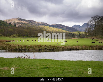 Herdwick Schafe stehen in einer Linie im Langdale Tal Stockfoto