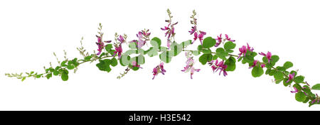 Bush Clover, Lespedeza bicolor, japanische Clover, Hagi isoliert auf weißem Hintergrund Stockfoto