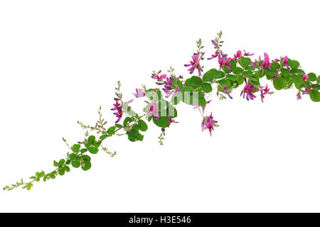 Bush Clover, Lespedeza bicolor, japanische Clover, Hagi isoliert auf weißem Hintergrund Stockfoto