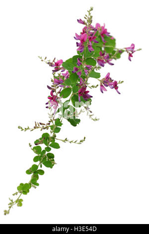 Bush Clover, Lespedeza bicolor, japanische Clover, Hagi isoliert auf weißem Hintergrund Stockfoto