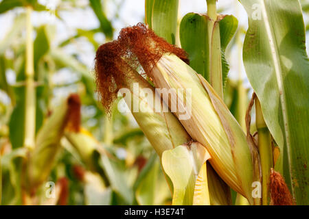 Kornfeld Mais Früchte Nahaufnahme unter natürlichen Bedingungen Stockfoto