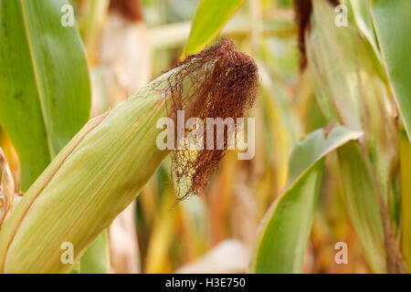 Kornfeld Mais Früchte Nahaufnahme unter natürlichen Bedingungen Stockfoto