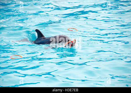 eine niedliche Delfine während einer Rede im Delphinarium Stockfoto