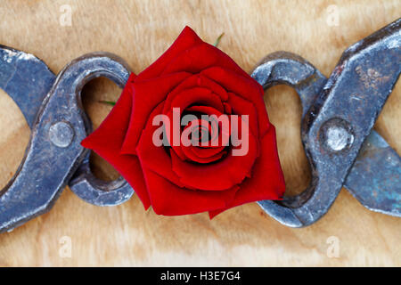 eine blühende rote rose in Zange, abstrakten Hintergrund hielt Stockfoto