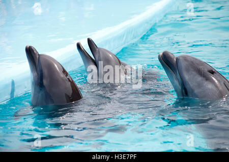 eine niedliche Delfine während einer Rede im Delphinarium Stockfoto