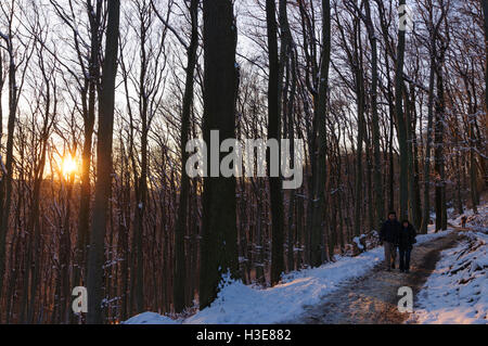 Wien, Wien: Wanderweg im Wienerwald, Wanderer, 19., Wien, Österreich Stockfoto