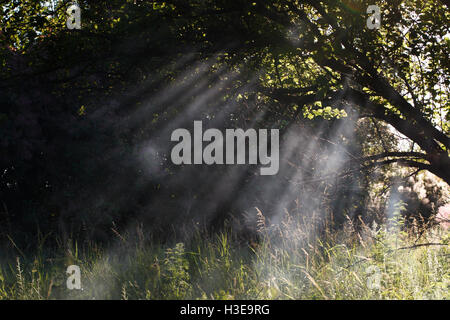 schöne Szene von Natur, machen die Sonnenstrahlen ihren Weg durch den Rauch Stockfoto