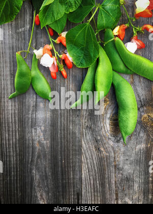 Bohnen in der Schote, Bean Blätter und blühenden Bohnen Blumen auf grauem Holz Hintergrund, vertikale Zusammensetzung Stockfoto