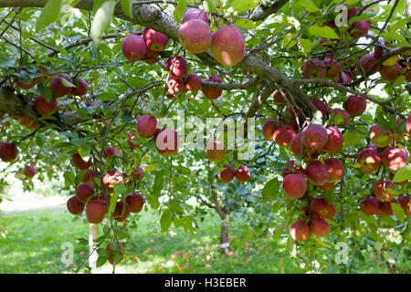 Rote Äpfel auf Zweigen der Apfelbaum im Garten im freien Stockfoto