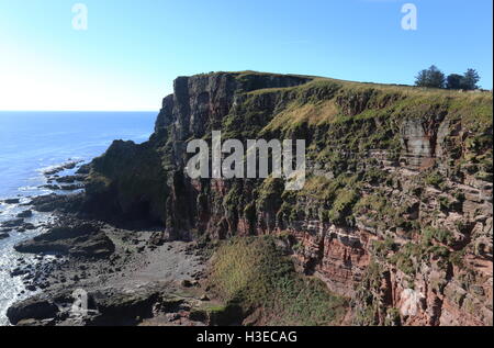 Küste zwischen lunan Bucht und auchmithie Angus Schottland Oktober 2016 Stockfoto