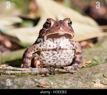 Blick nach vorne auf eine amerikanische Kröte (Anaxyrus Americanus) Stockfoto