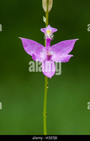 Grass Pink Orchid (Calopogon Tuberosus) blühen im Regen in einem Moor in Tioga State Forest, Pennsylvania. Stockfoto