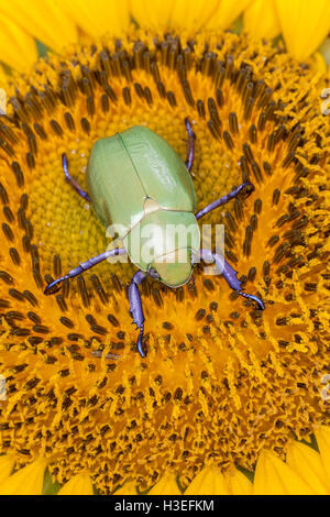 Beyers jeweled Skarabäus-Käfer, Chrysina (Plusiotis) Beyeri. Dieses schöne Getreidehähnchen Chafer gehört zur Unterfamilie Rutelinae Stockfoto