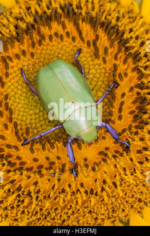 Beyers jeweled Skarabäus-Käfer, Chrysina (Plusiotis) Beyeri. Dieses schöne Getreidehähnchen Chafer gehört zur Unterfamilie Rutelinae Stockfoto