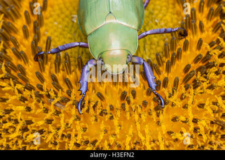 Beyers jeweled Skarabäus-Käfer, Chrysina (Plusiotis) Beyeri. Dieses schöne Getreidehähnchen Chafer gehört zur Unterfamilie Rutelinae Stockfoto
