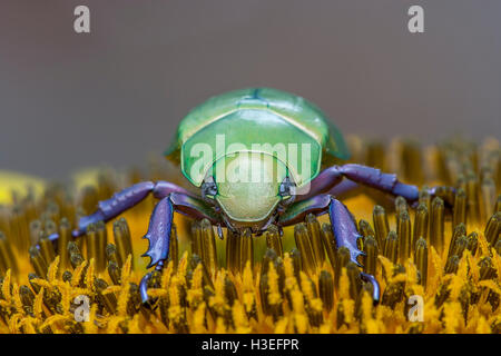 Beyers jeweled Skarabäus-Käfer, Chrysina (Plusiotis) Beyeri. Dieses schöne Getreidehähnchen Chafer gehört zur Unterfamilie Rutelinae Stockfoto