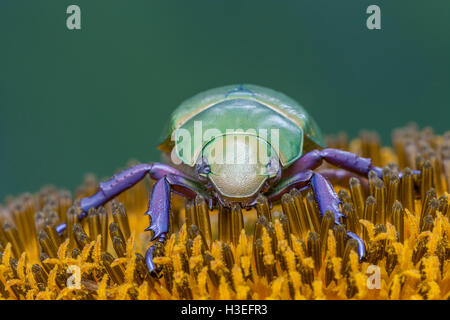 Beyers jeweled Skarabäus-Käfer, Chrysina (Plusiotis) Beyeri. Dieses schöne Getreidehähnchen Chafer gehört zur Unterfamilie Rutelinae Stockfoto