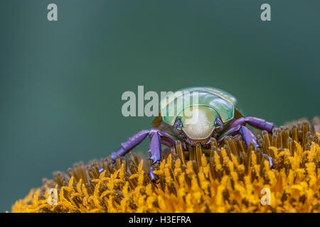 Beyers jeweled Skarabäus-Käfer, Chrysina (Plusiotis) Beyeri. Dieses schöne Getreidehähnchen Chafer gehört zur Unterfamilie Rutelinae Stockfoto