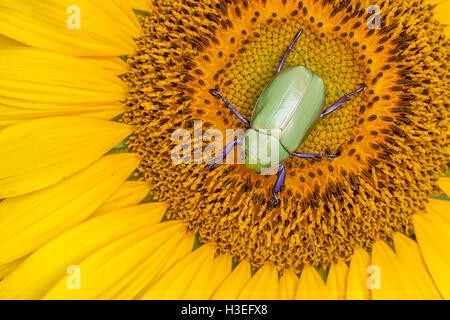 Beyers jeweled Skarabäus-Käfer, Chrysina (Plusiotis) Beyeri. Dieses schöne Getreidehähnchen Chafer gehört zur Unterfamilie Rutelinae Stockfoto