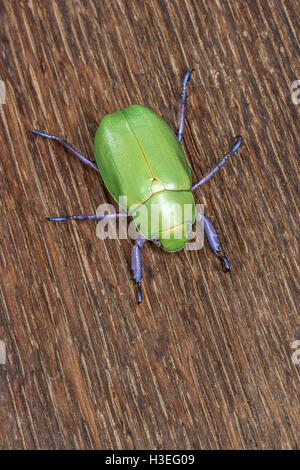 Beyers jeweled Skarabäus-Käfer, Chrysina Beyeri auf Eichenholz. In den Bergen, Schluchten und Ausläufern des SE Arizona gefunden. Stockfoto