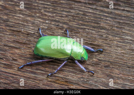 Beyers jeweled Skarabäus-Käfer, Chrysina Beyeri auf Eichenholz. In den Bergen, Schluchten und Ausläufern des SE Arizona gefunden. Stockfoto