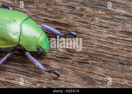Beyers jeweled Skarabäus-Käfer, Chrysina Beyeri auf Eichenholz. In den Bergen, Schluchten und Ausläufern des SE Arizona gefunden. Stockfoto