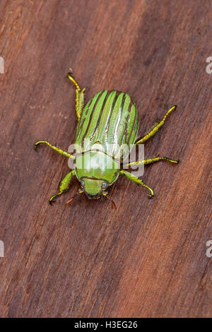 Glorreiche Skarabäus-Käfer, Chrysina (Plusiotis) "Gloriosa". Dieses schöne Getreidehähnchen Chafer wurde in Arizona gefunden. Stockfoto