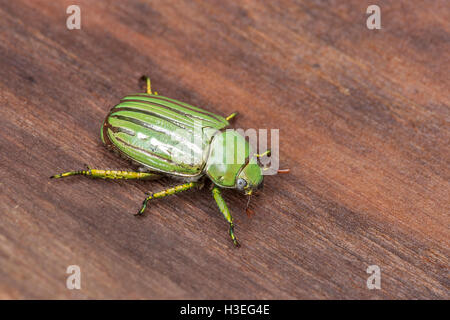 Glorreiche Skarabäus-Käfer, Chrysina (Plusiotis) "Gloriosa". Dieses schöne Getreidehähnchen Chafer wurde in Arizona gefunden. Stockfoto